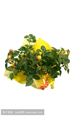 金钱花 承载祝福的礼品花卉新宠