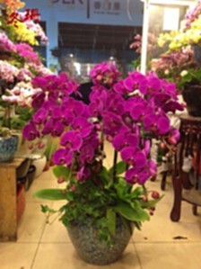 重庆礼品同城速递 商务客厅与吧台的优雅之选——驻马店蝴蝶兰盆栽